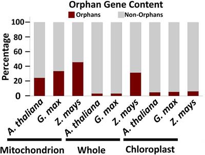 Mitochondrial Fostering: The Mitochondrial Genome May Play a Role in Plant Orphan Gene Evolution